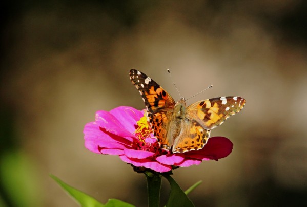 Painted Lady by Deb Oppermann